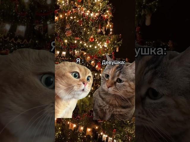 Посмотрите! #приколы #котики #кот #котик #приколысживотными смешные коты тренд мемы