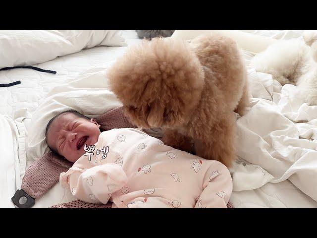 How dogs soothe a crying baby