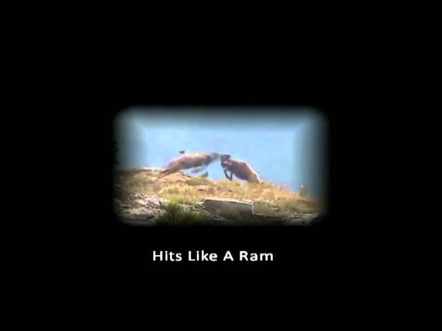 Bobcat Video - Edited by Mike Lopez