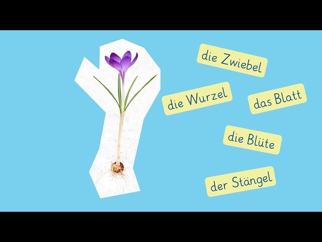 Frühblüher einfach erklärt | sofatutor