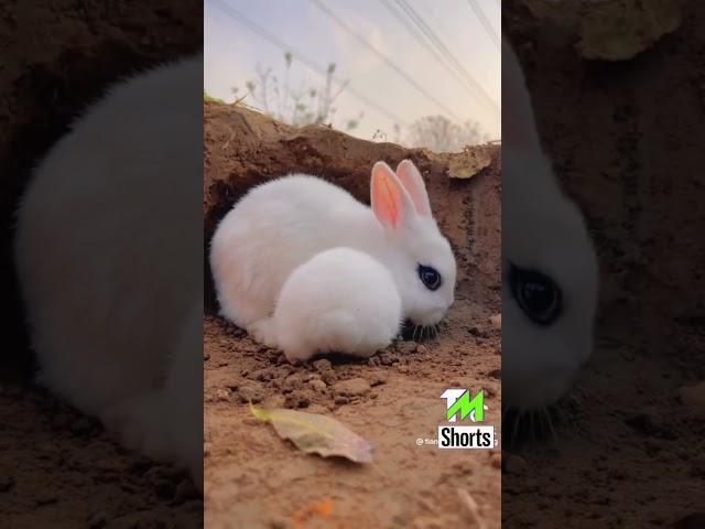 cute rabbit #rabbit #shorts #youtubeshorts #youtube #ytshorts #shorts @tmshorts2 #tmshorts