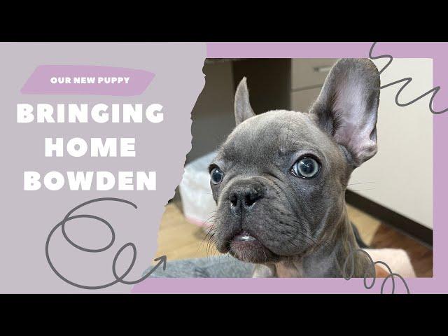 French Bulldog Love: New Puppy in the House | Lifestyle with Melonie Graves