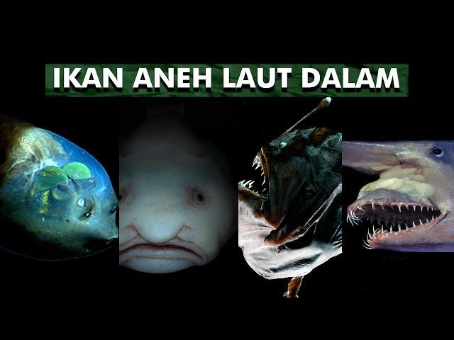 Ikan - Ikan Aneh Dari Laut Dalam | Ikan Laut Dalam