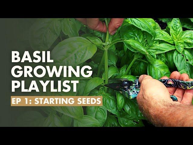 (Ep 1/8) How to Grow basil? FULL Basil Growing Guide