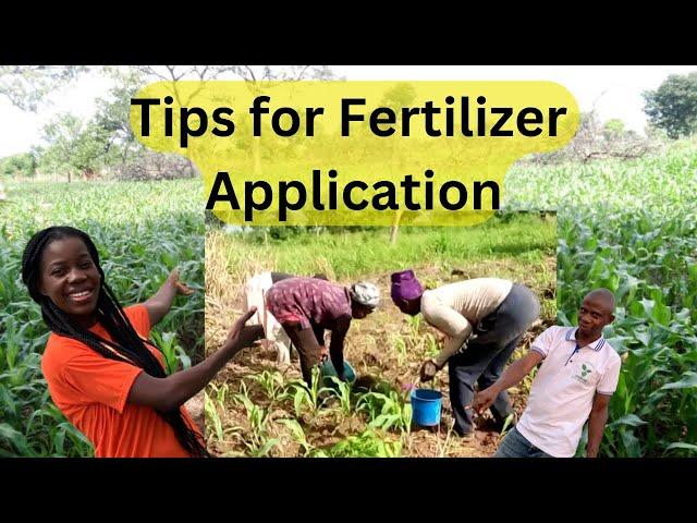 methods of fertilizer application for high yield in maize farming| tips and tricks to apply in Ghana