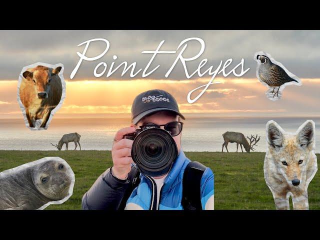 Photographer's Guide to Point Reyes, California: Wildlife and Landscape Photography