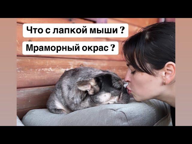 Что с Мышкой ? Окрас мерле, мерль, мрамор ! Так ли страшен как его молююют ?