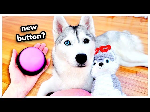 Husky Gets New BUTTON for Valentine's Day!