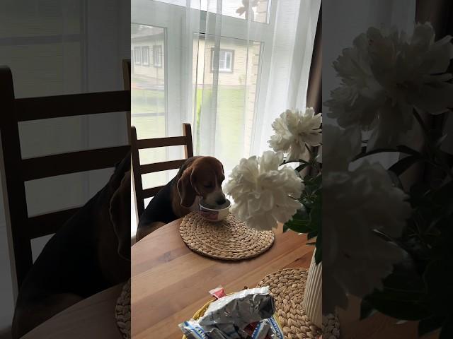 #бигльфарадэй #beagle #бигль #фарик #puppy