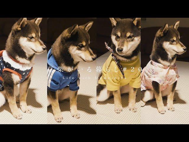 [Japan Dog] Shiba Inu Rocks the Runway [Life with Mameshiba]