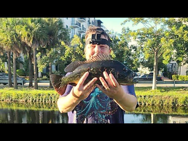 Miami PEACOCK BASS Fishing with Northeastern Largemouth