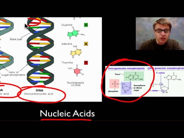 The Molecules of Life