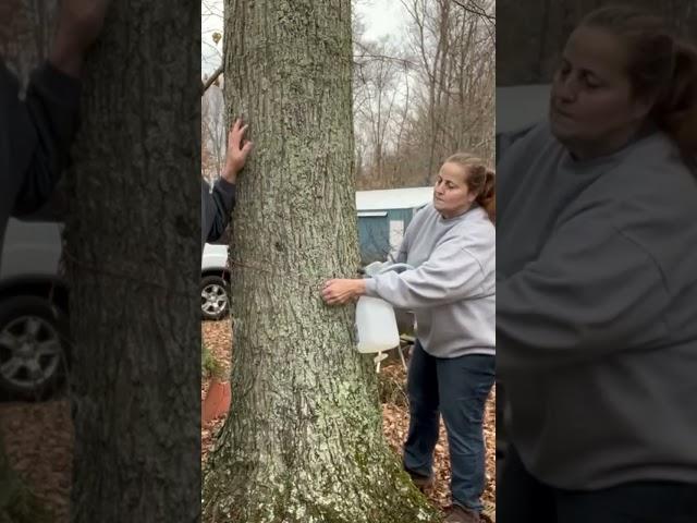 MAPLE SYRUP TIME!!! #tappingtrees #maplesyrup #farmlife #homestead @chamberlinfamilyfarms7314