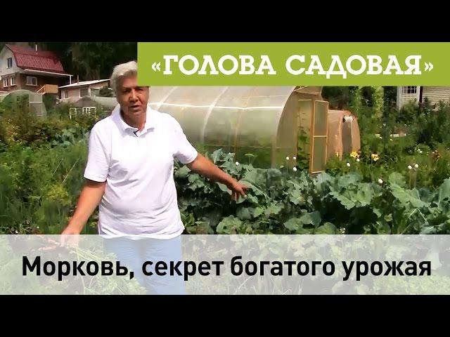 Голова садовая - Морковь, секрет богатого урожая