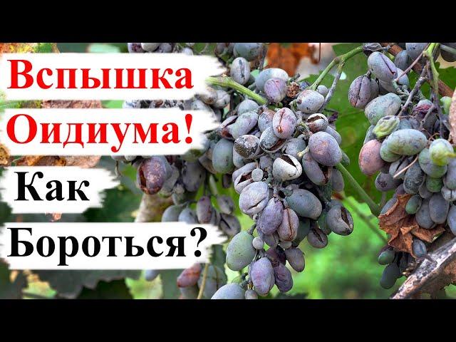 Вспышка ОИДИУМА на ВИНОГРАДЕ! Что ДЕЛАТЬ?