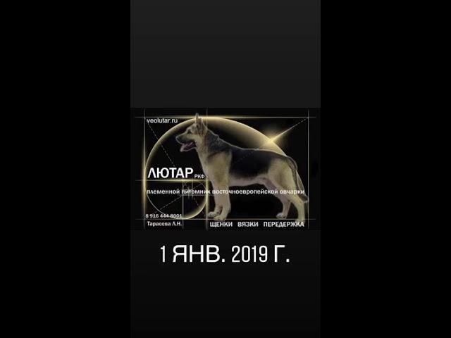 Питомник ВЕО «Лютар» предлагает, инфо на сайте: www.veolutar.ru
