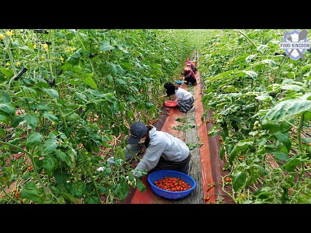 Full of Freshness! Korea Cherry Tomato Farm