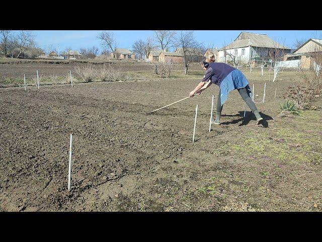 ПОСАДИЛА ГОРОШОК І ЩАВЕЛЬ, СЕЗОН ГОРОДУ ВЖЕ ВІДКРИТИЙ, КРОПИВНИЦЬКИЙ