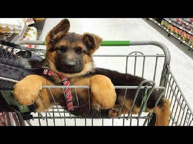 New Funniest & Cutest German Shepherd Videos   Puppy Videos 2024