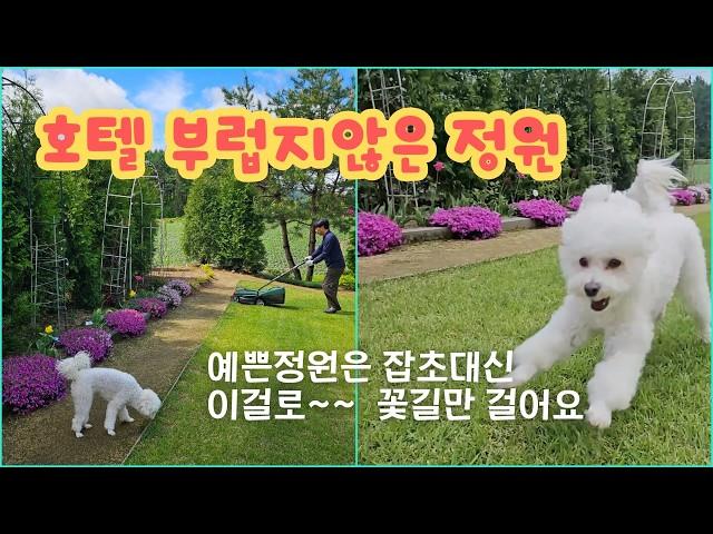 잡초 제거 잔디관리 꿀팁!  정원이 바뀌는 실전 루틴 5가지로 호텔같은 정원으로 바뀌었어요