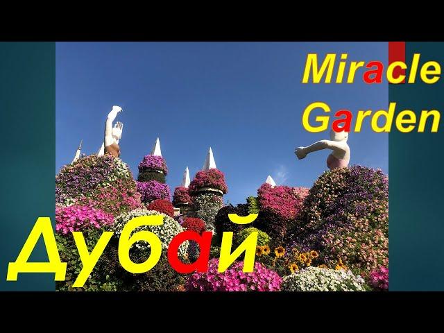 Miracle Garden Dubai (Сад чудес) - великолепнейшее место, без которого нельзя прожить!!!