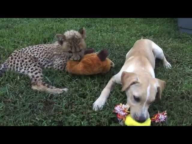 Kumbali and Kago, Cheetah Cub & Puppy Friendship