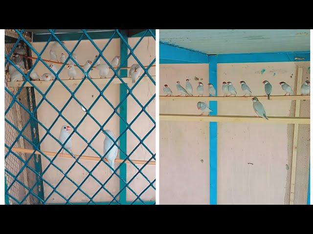 | Java And Silver Finches Colony | Vip birds zone 