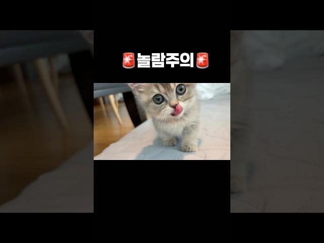 급발진 고양이 국수 #고양이 #먼치킨 #먼치킨고양이 #귀여운고양이 #아기고양이 #새끼고양이 #고양이키우기 #munchkin