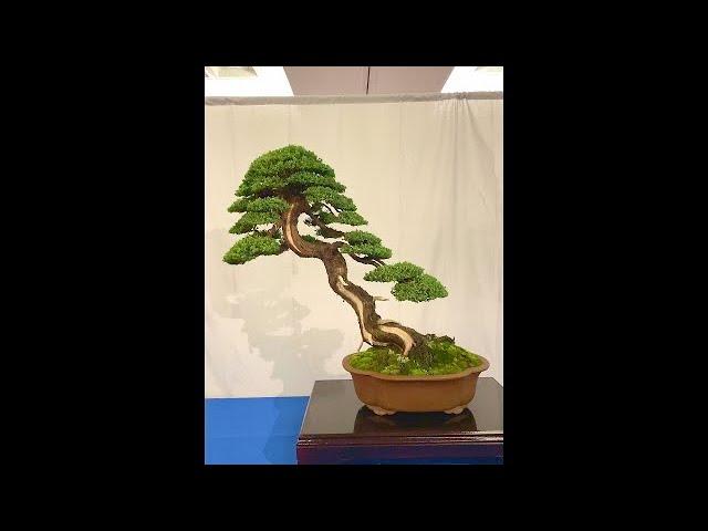 Australian National Bonsai Convention