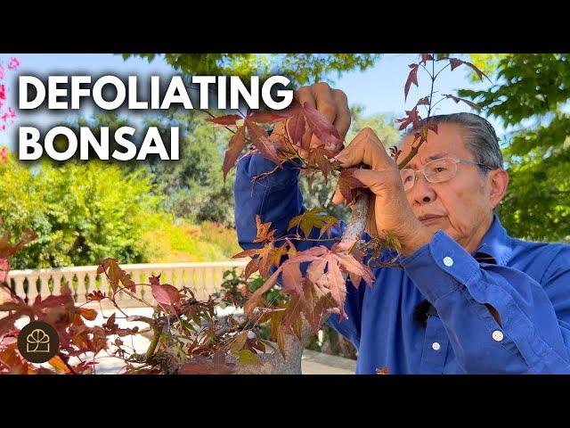 Bonsai Techniques: Defoliating a Red Maple to Increase Ramification