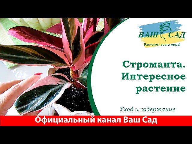 Строманта. Очень интересно. Ваш сад