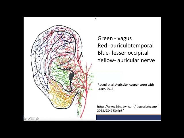 An Introduction to Auricular Acupuncture for Pain Management