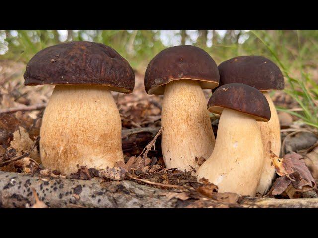 Porcini neri fra erba e pioggia