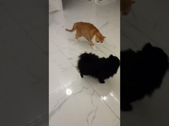 #милота #смешные #приколы #гриша #шпиц мила