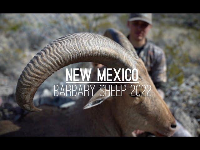 NM Barbary Sheep Hunt 2022