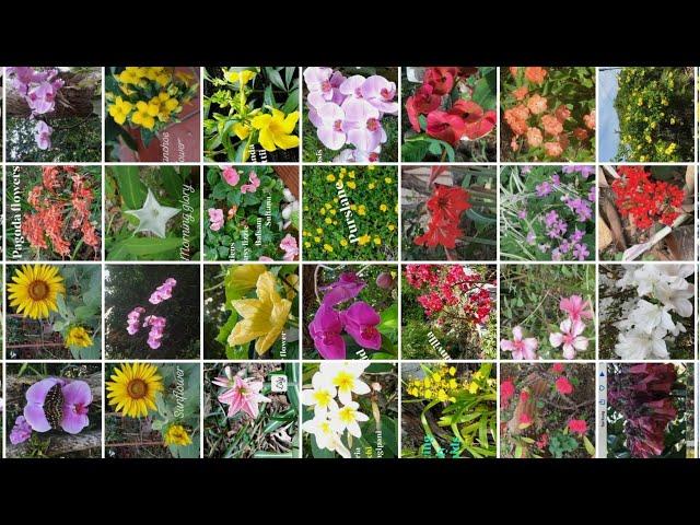 21 FLOWERS EASILY GROW IN OUR GARDEN, HOW MANY DO YOU KNOW? | theresa ofw