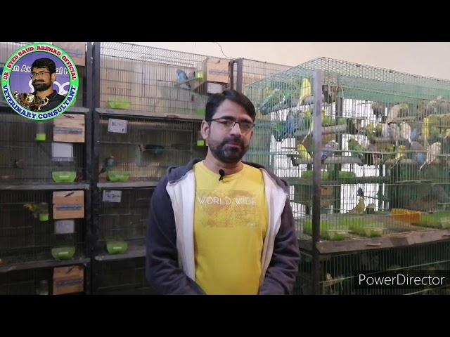 #DrSyedSaudArshad information About Birds By Dr Syed Saud Arshad