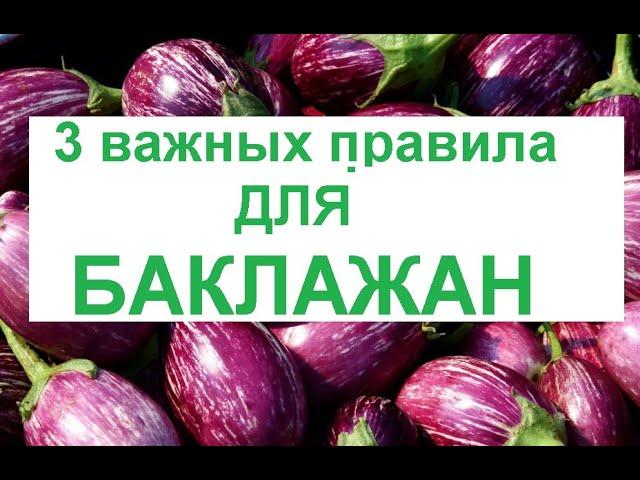 Формирование баклажан в теплице и открытом грунте