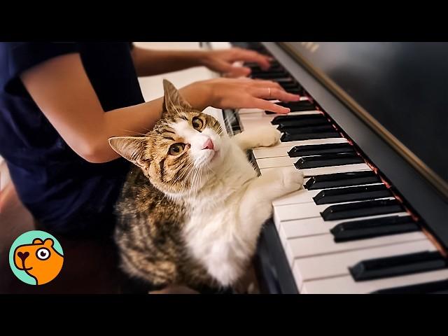 Cat Waits For Couple to Play the Piano Every Day | Cuddle Buddies