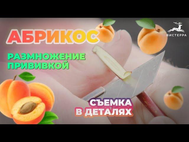 АБРИКОС ПРИВИВКА | РАЗМНОЖЕНИЕ АБРИКОСА | АБРИКОС В СИБИРИ