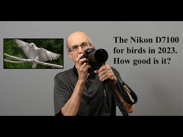 The Nikon D7100 for birds in 2023. How good is it?