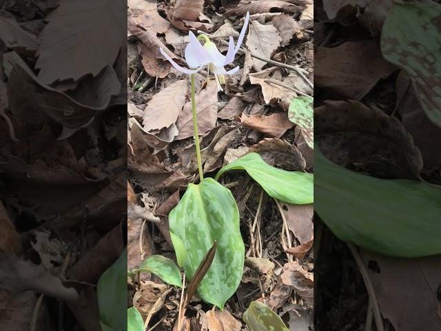 보기 귀한 #흰얼레지 #보랏빛얼레지 #차이점 #숲의언어