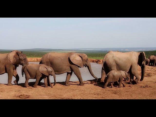 Sebastian Lightfoot - Heart Of Africa (Official pop video) in honor of South African nature & people