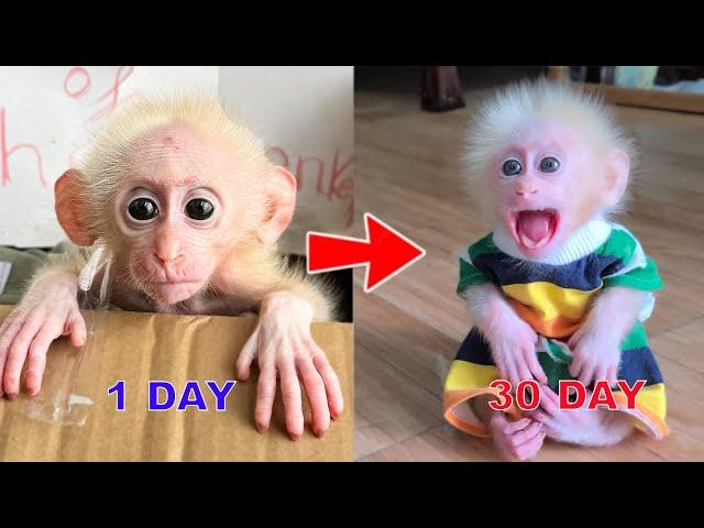 30-day process to help an abandoned monkey