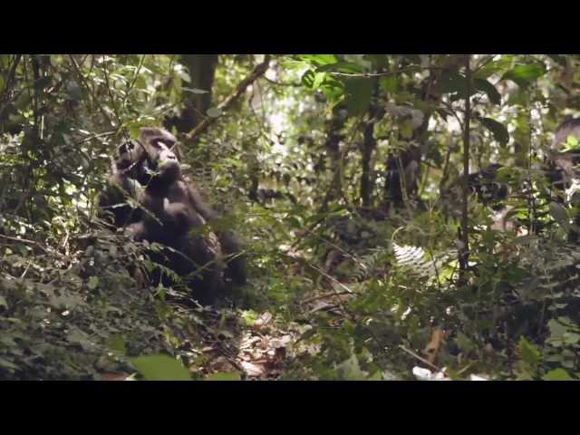 Gorilla Trekking | Bwindi Forest