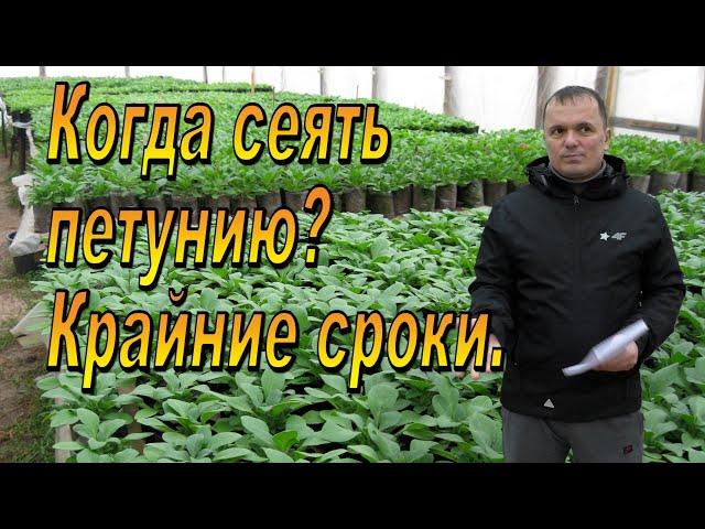 Крайние сроки посева петунии для хорошей рассады.