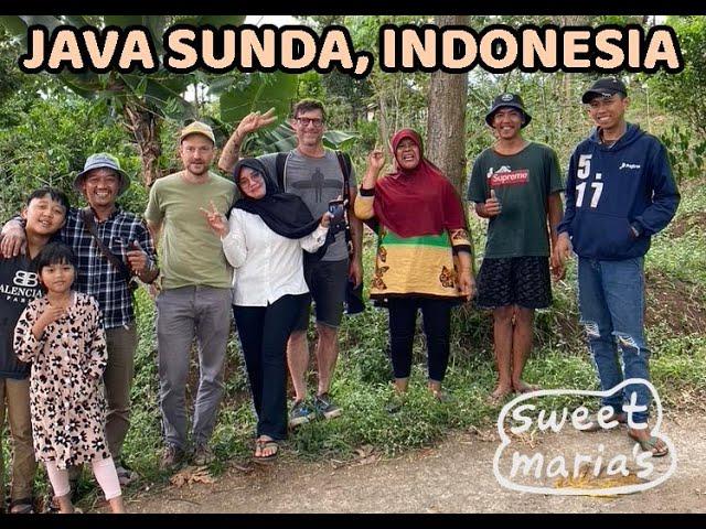 Java Sunda Coffee Farms - Indonesian Coffee