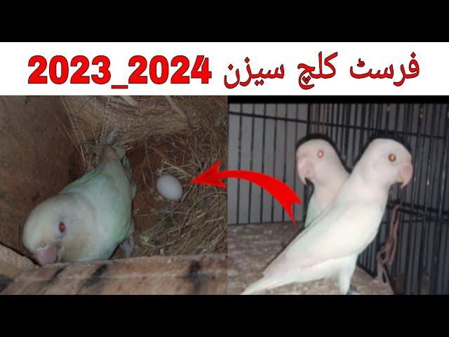 first clutch season 2023_2024 | albino red eyes breeding progress | albino Bird