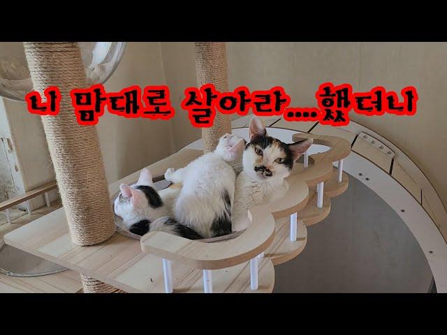 말 한마디 잘못 했다가 집을 통째로 뺐겼다...이 많은 냥이들이랑 어디서 살꼬