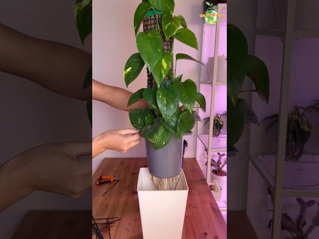 Growing POTHOS for 5 Months…. #thegreenearth #pothos #plants